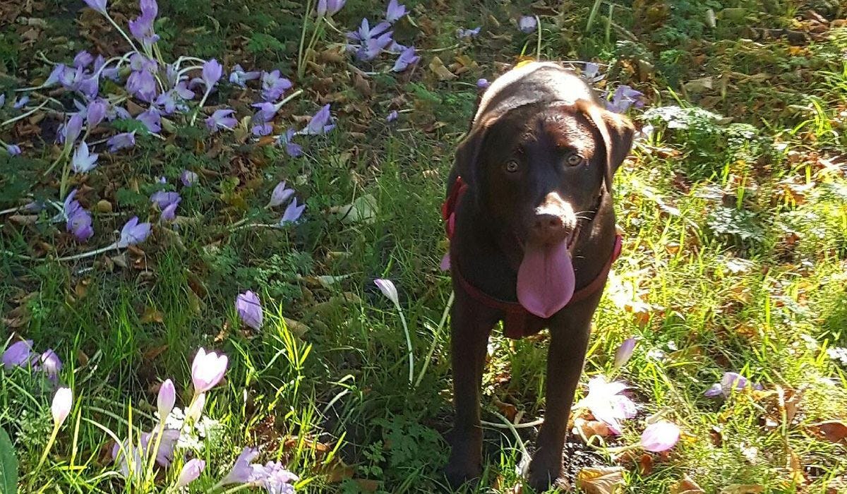 Lola and her owner Ceri