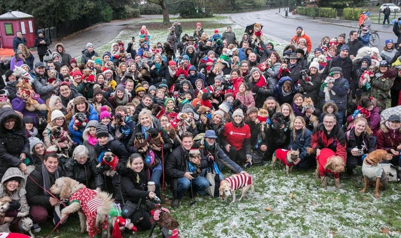 We broke a doggy world record! #DoggyXmasJumperDay