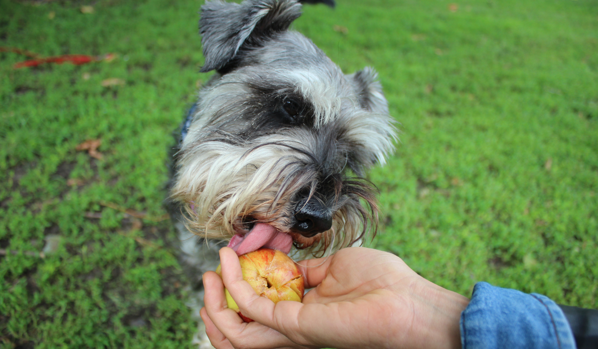 Peanut Butter Apple Ball Dog Treat