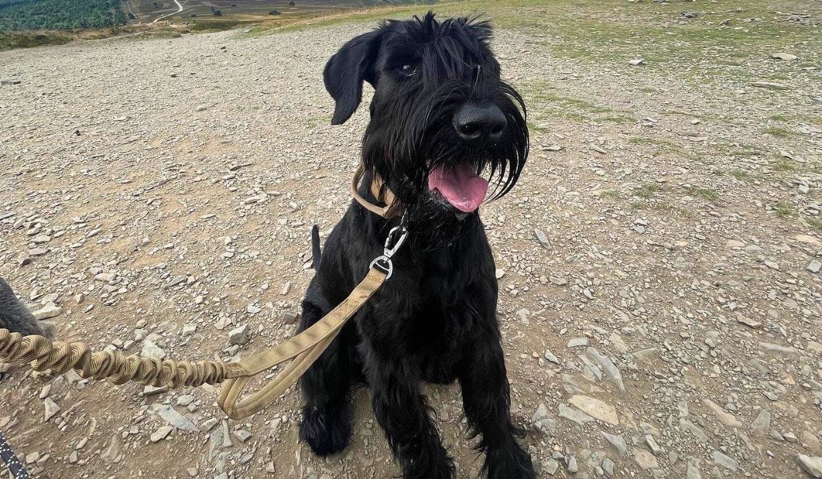 Giant Schnauzer breed guide: Care, training, and fun facts