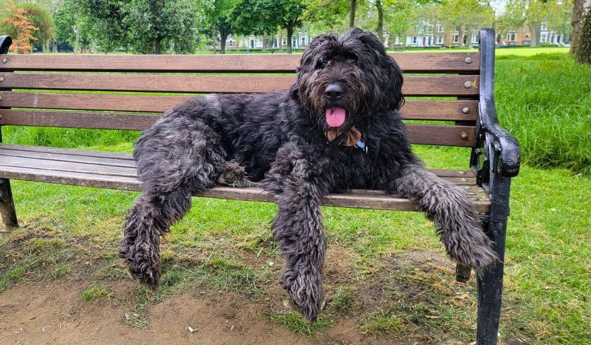 Bouvier des Flandres breed guide: Care, training, and fun facts