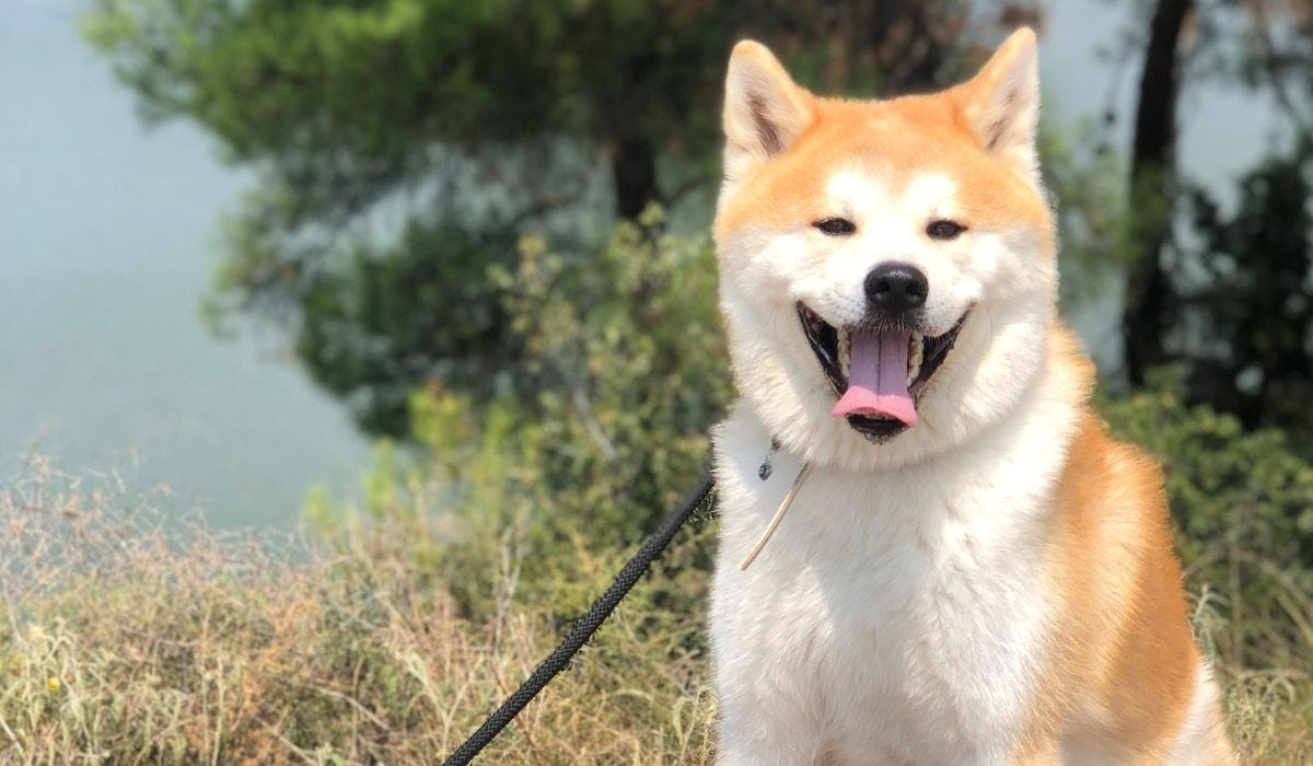 Japanese Dog Breeds