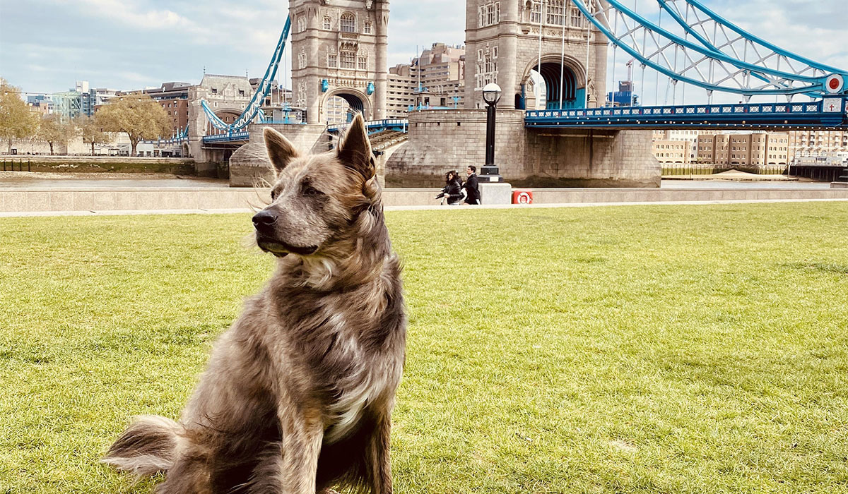 Great Places to Walk Your Dog in London