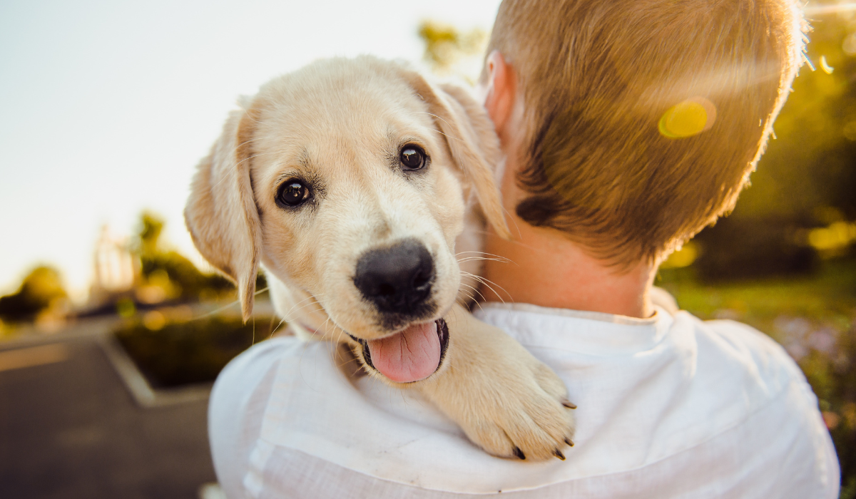 How to introduce your dog to children