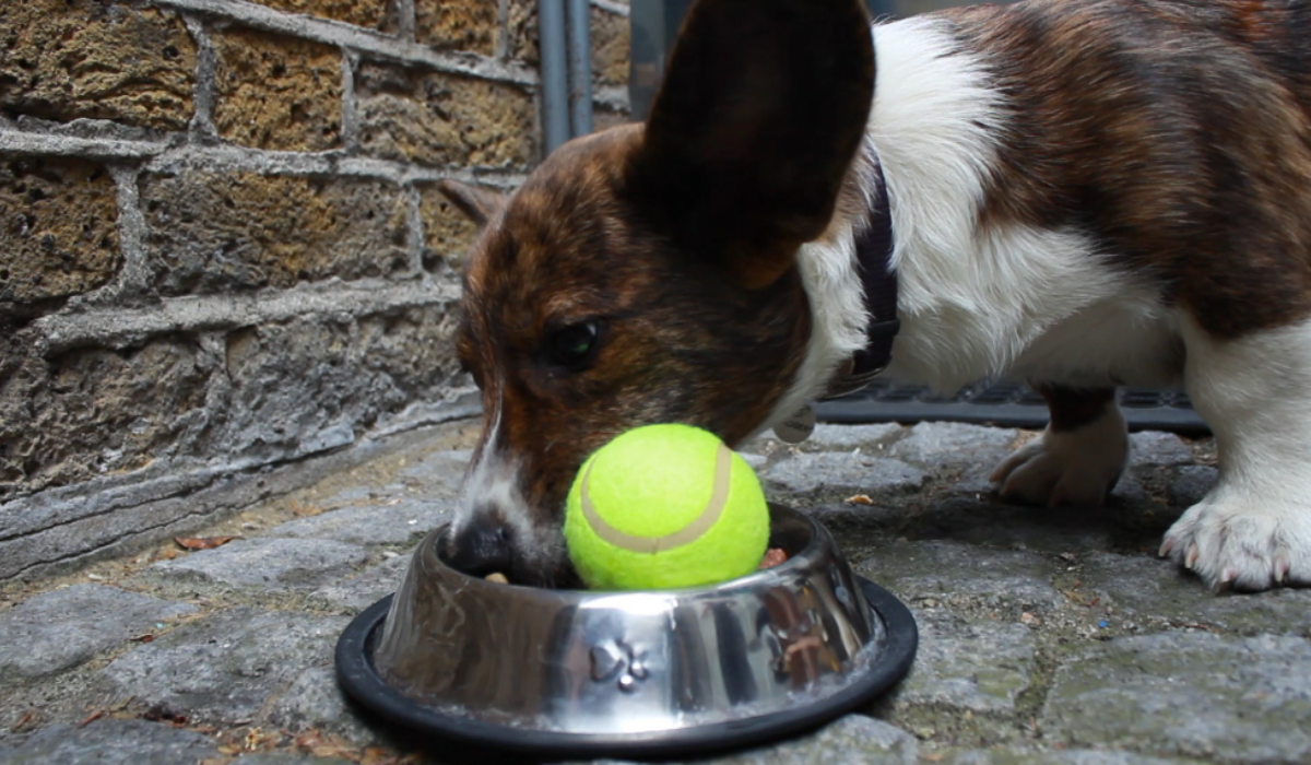 Train your dog to eat more slowly