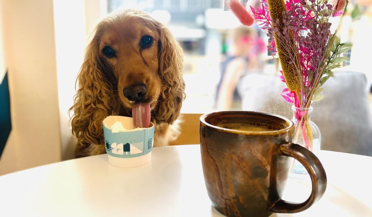 Dog friendly coffee shops nearby