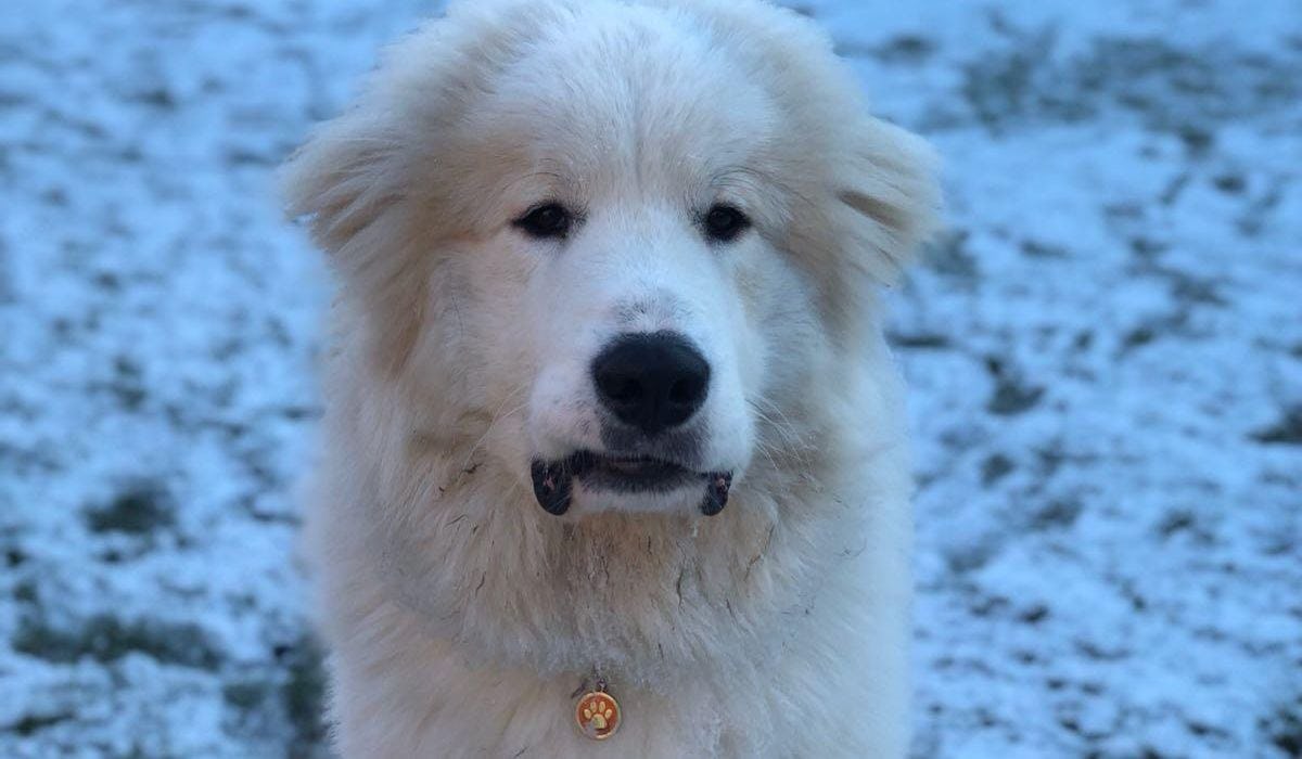 Great Pyrenees breed guide: Care, training, and fun facts