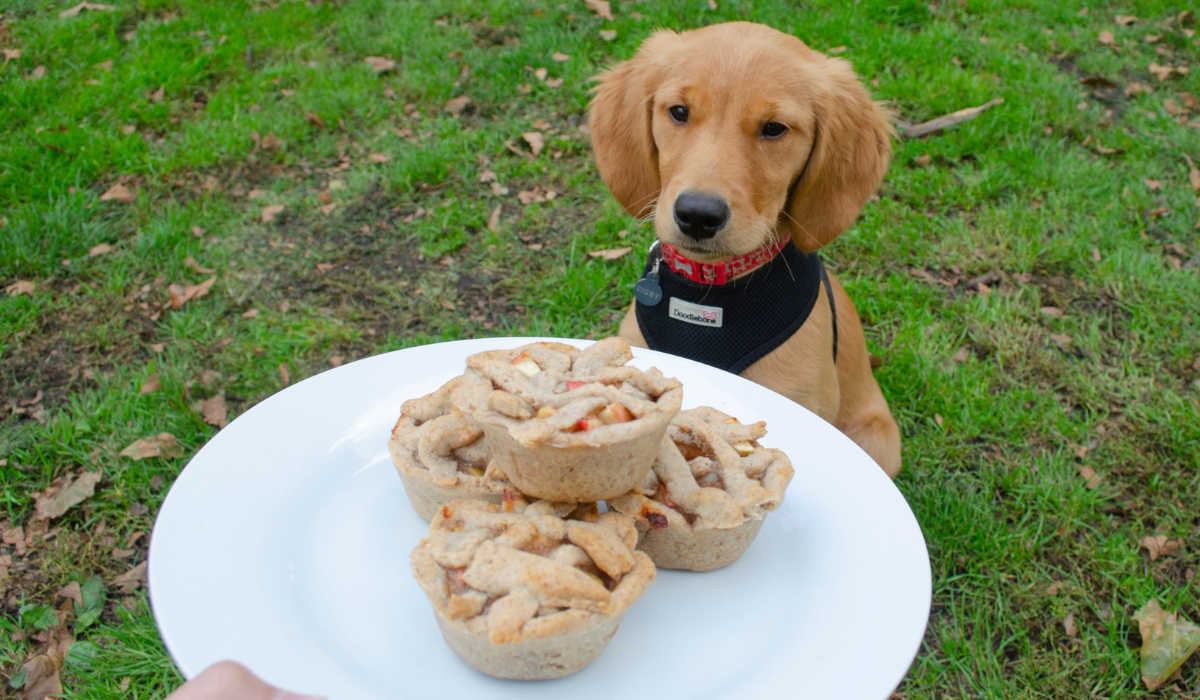 Easy and tasty, homemade dog friendly apple pie recipe