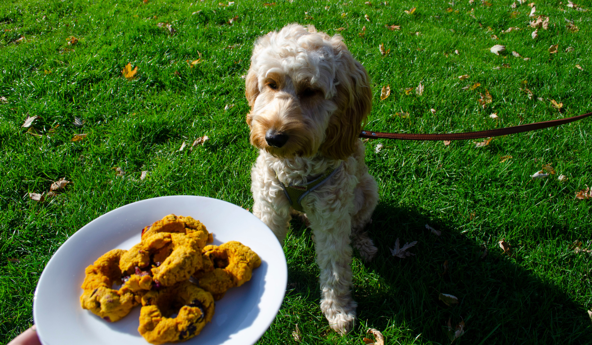 Pumpkin Doughnuts