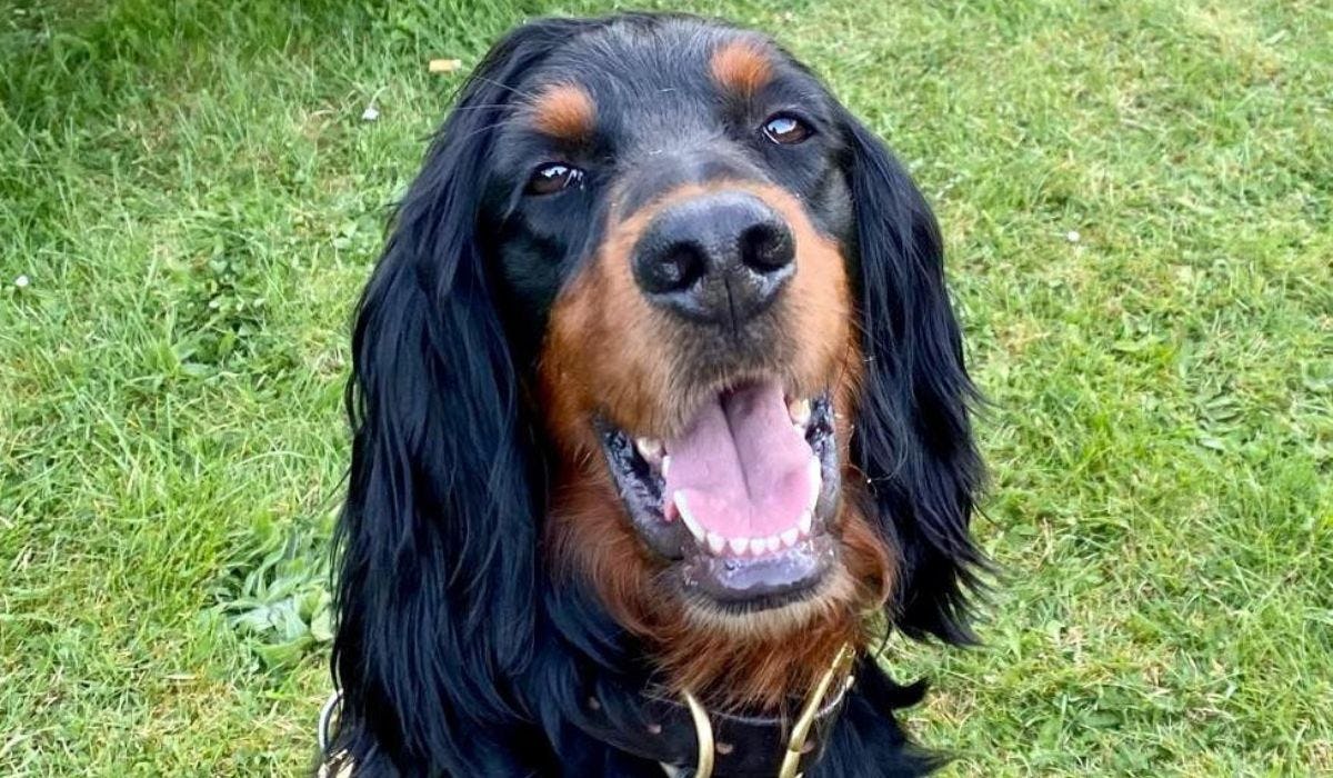 Gordon Setter breed guide: Care, training, and fun facts