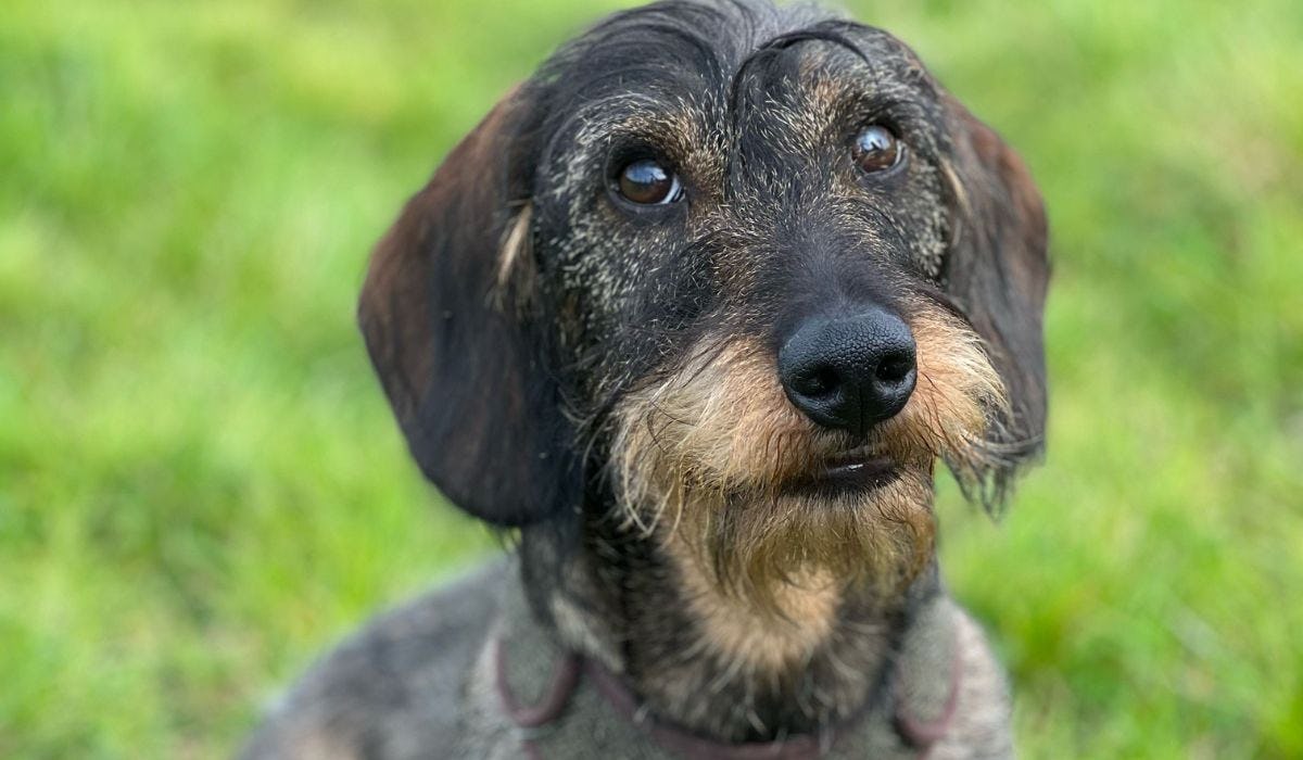 Wire Haired Dachshund breed guide: Care, training, and fun facts