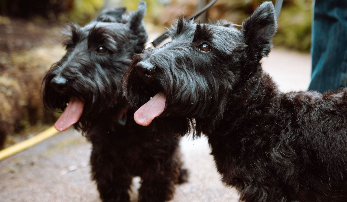 Scottish Terrier breed guide: Care, training, and fun facts