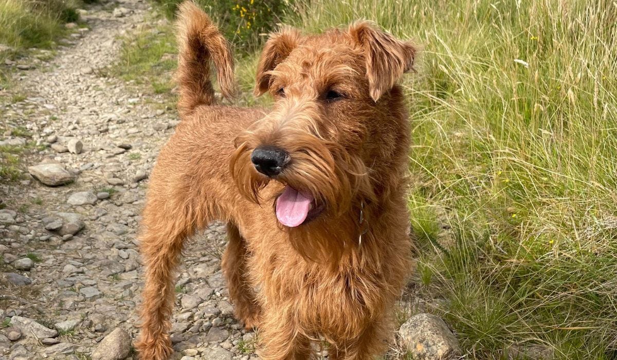 Irish Terrier breed guide: Care, training, and fun facts