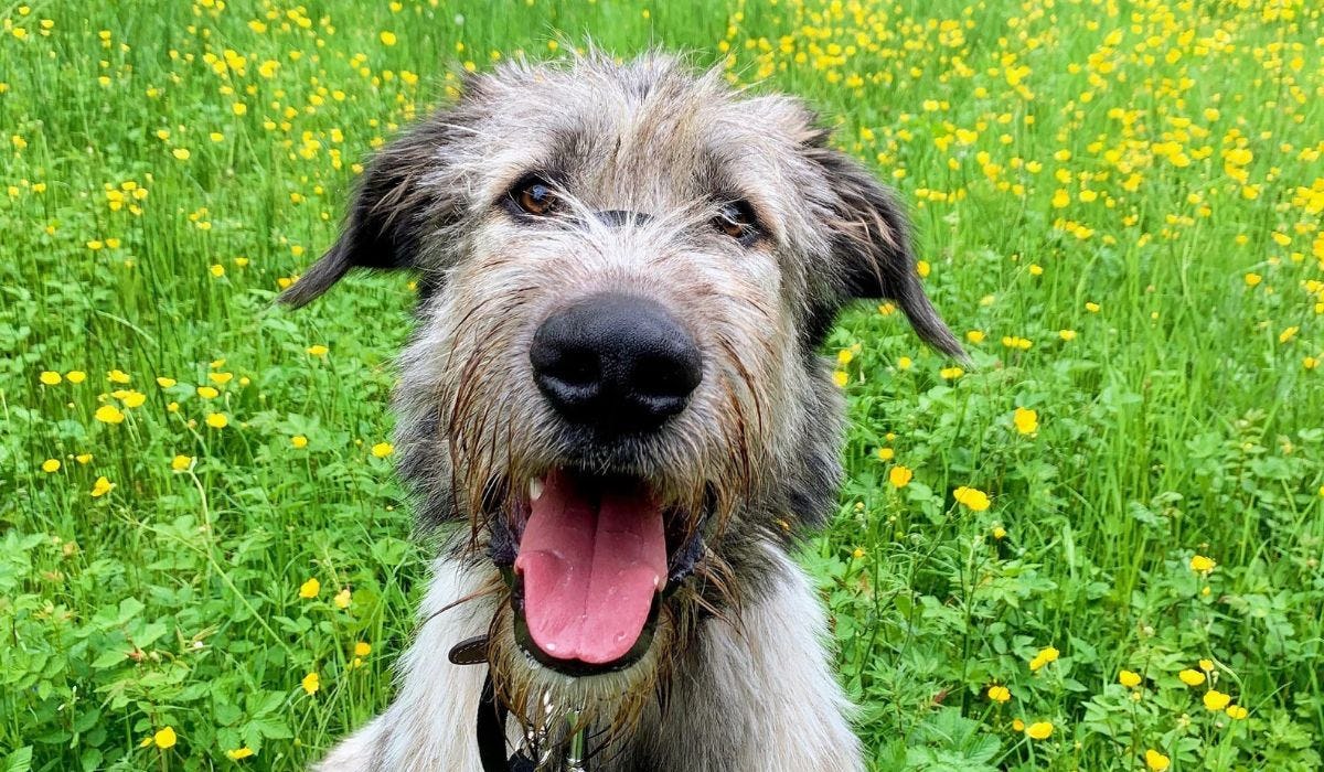 Irish Wolfhound breed guide: Care, training, and fun facts