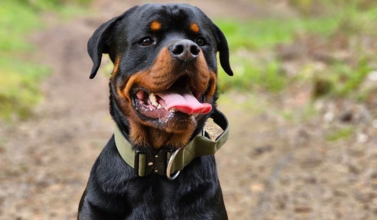 Rottweiler breed guide: Care, training, and fun facts