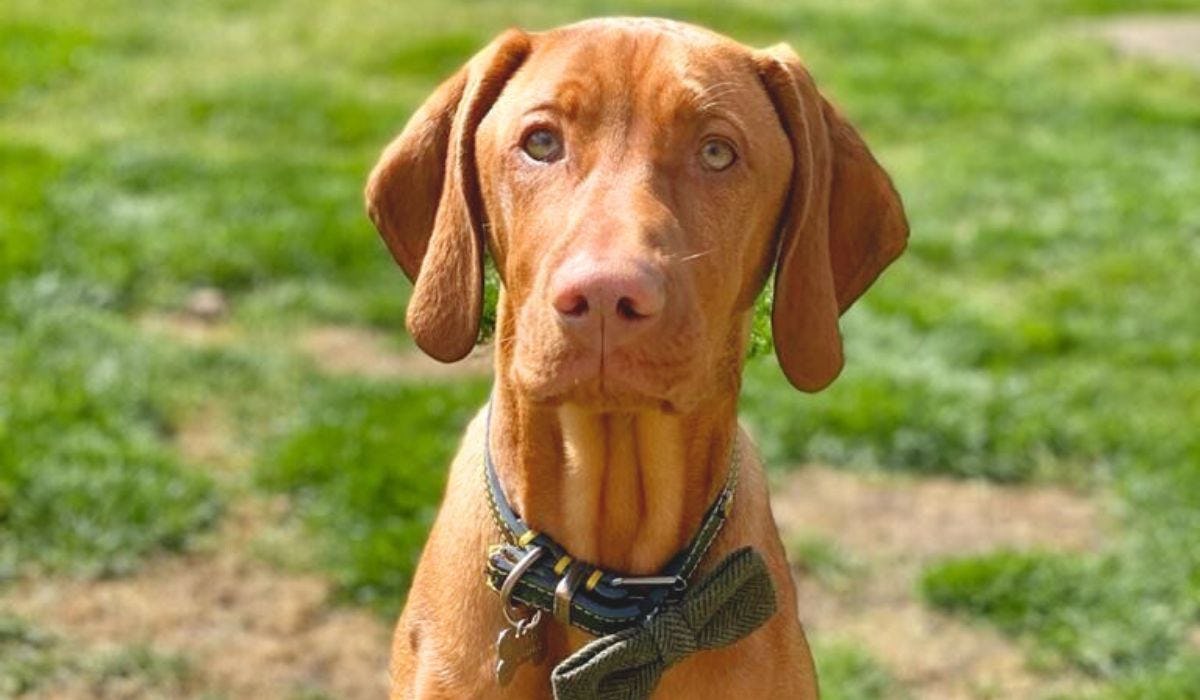 Hungarian Vizsla breed guide: Care, training, and fun facts