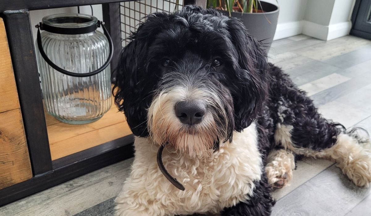 Portuguese Water Dog breed guide: Care, training, and fun facts