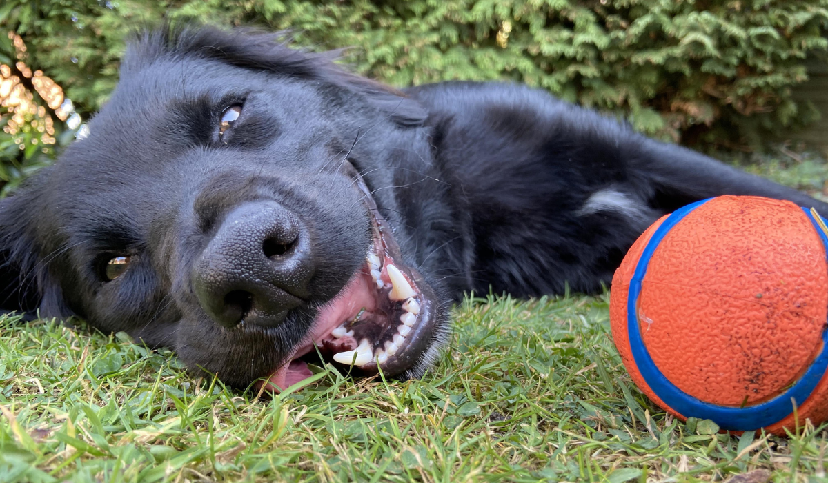 How To Have a Dog Friendly BBQ