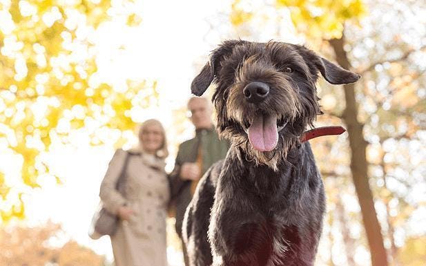 The Telegraph and BorrowMyDoggy