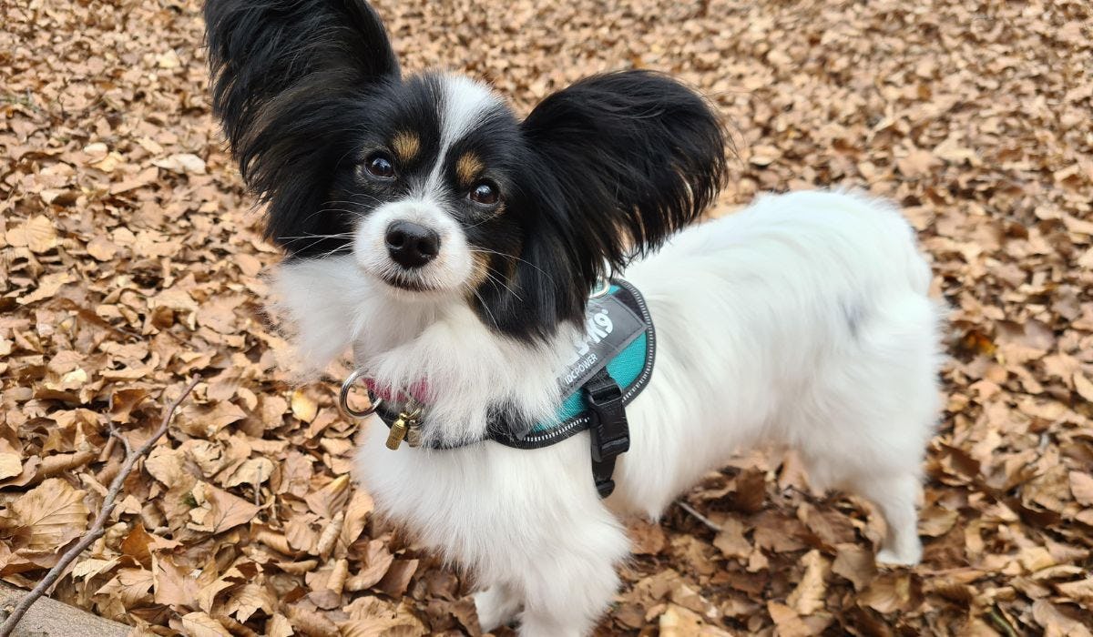 Papillon breed guide: Care, training, and fun facts