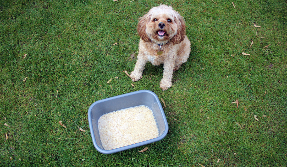 DIY Oatmeal Doggy Foot Bath