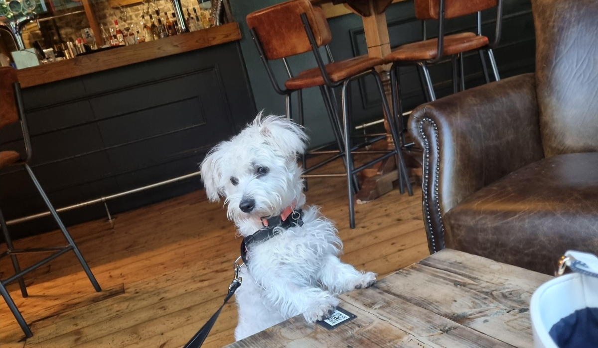 Dog friendly places to eat in Cambridge