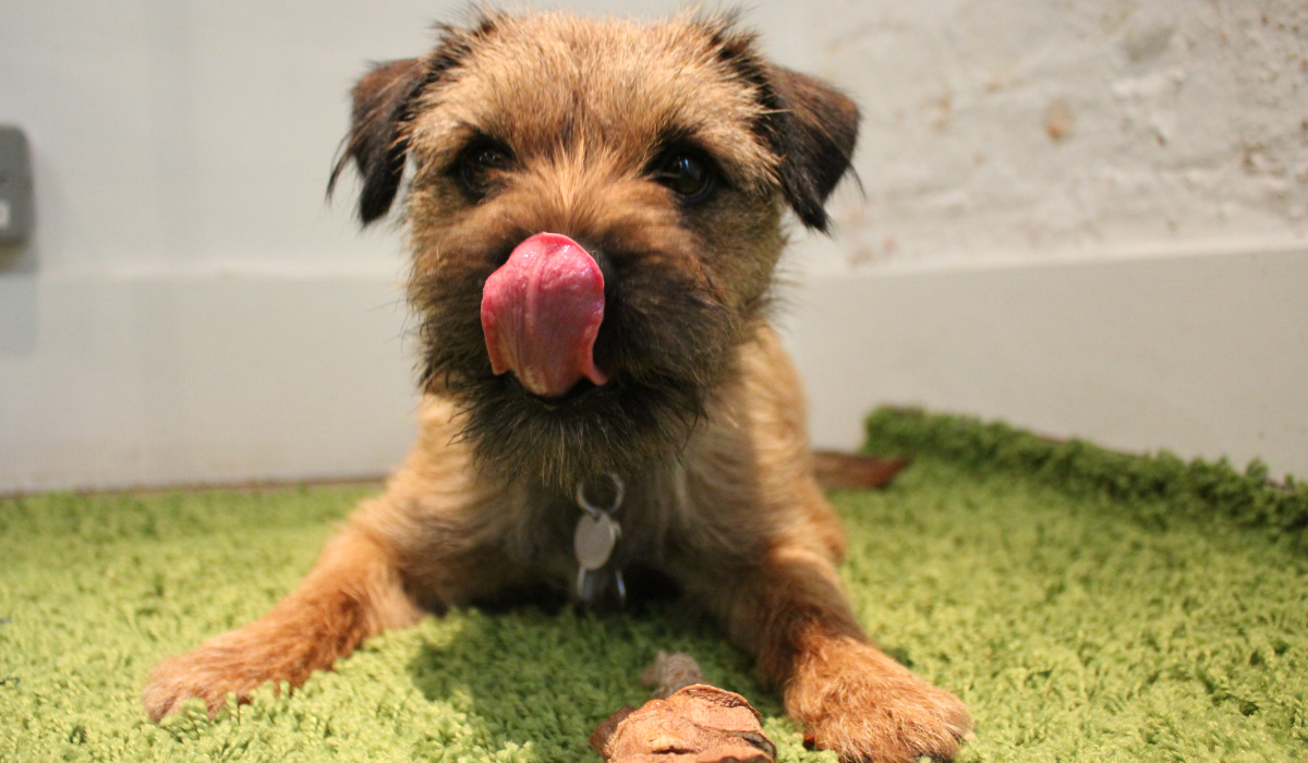 Sweet Potato Chew Toy for your Dog 