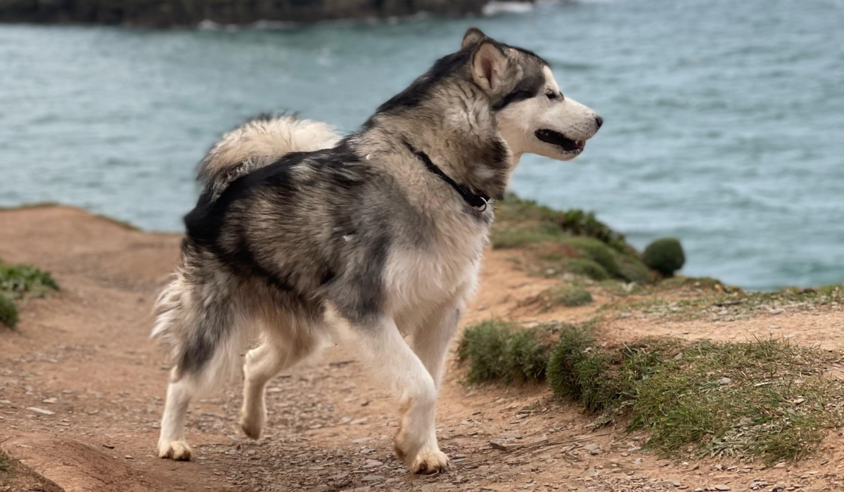 Alaskan Malamute breed guide: Care, training, and fun facts