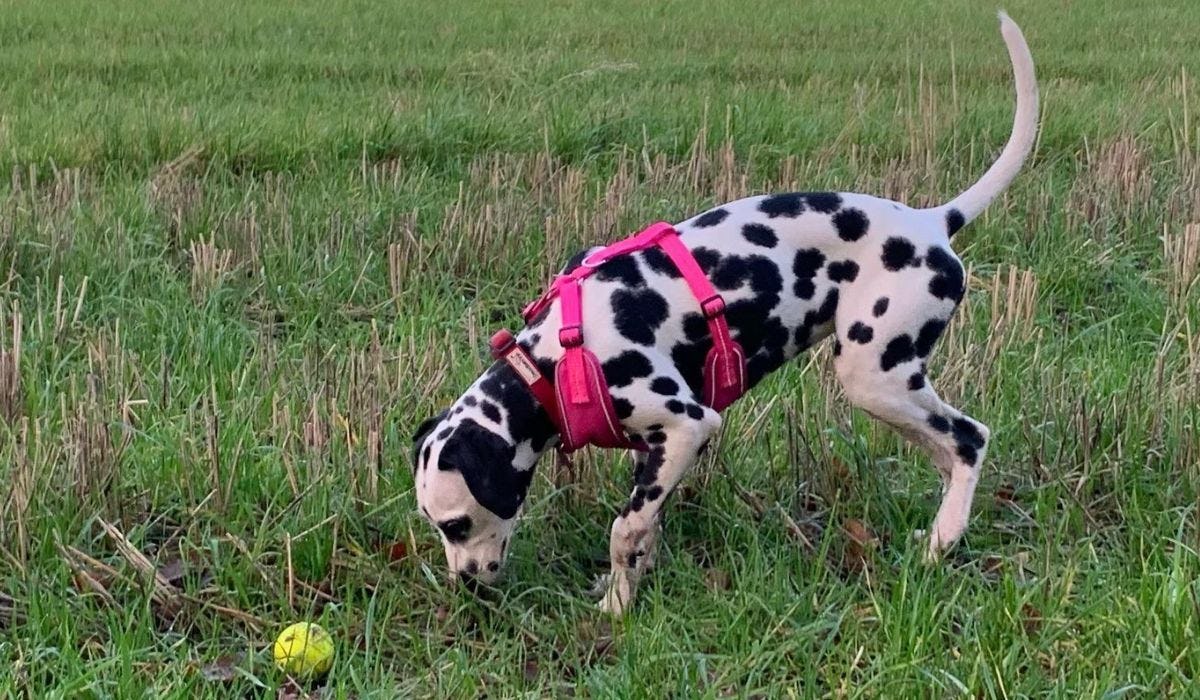 The best dog fetching toys: fun and engaging