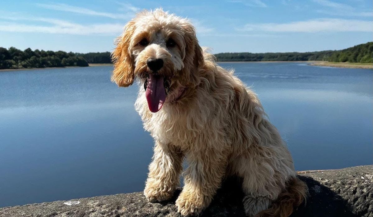 Dog Walks in the Peak District