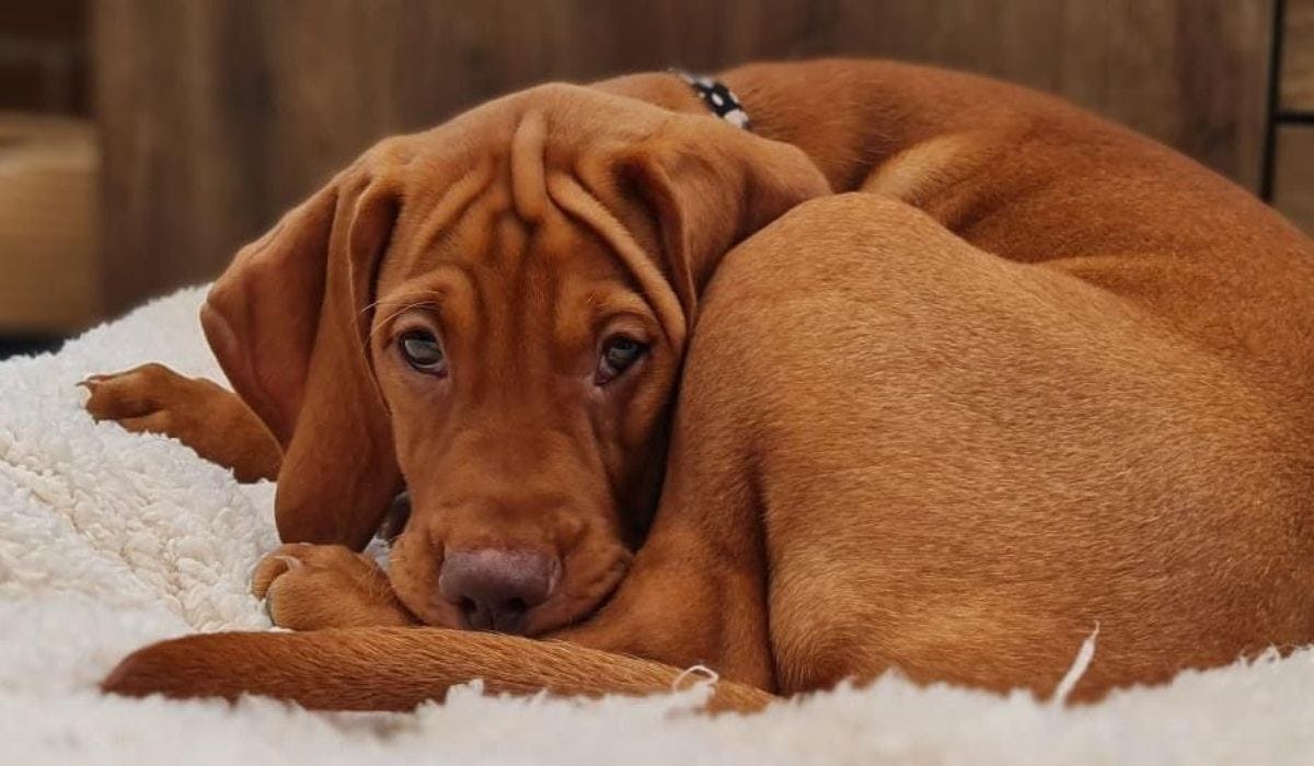 How to keep your dog happy when you’re at work