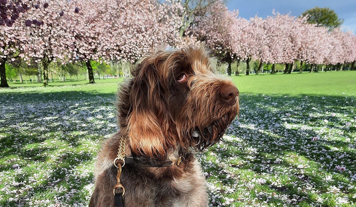 Springtime Hazards for Dogs