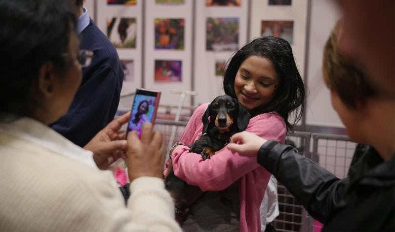 London's Biggest Dog Event - Discover Dogs