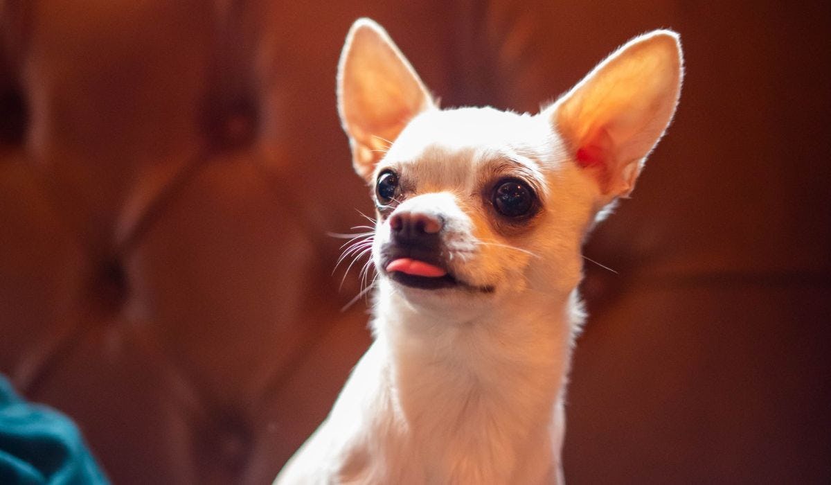 Chihuahua breed guide: Care, training, and fun facts