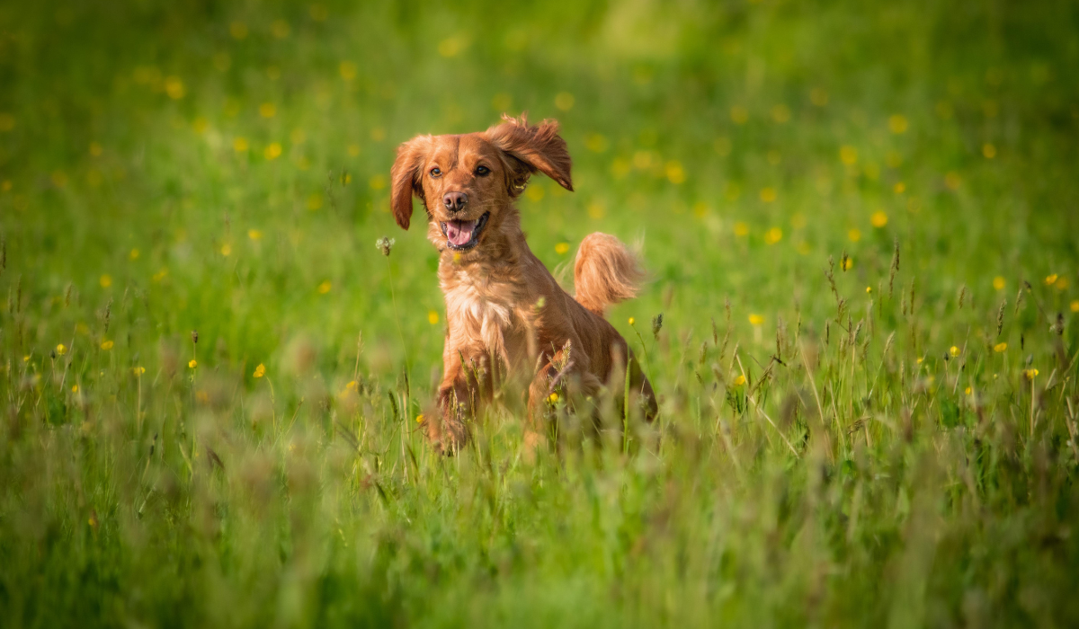 Great Places to Walk Your Dog in Oxford 