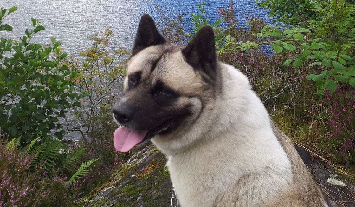 Top 100 Male and Female Dog Names for Akitas