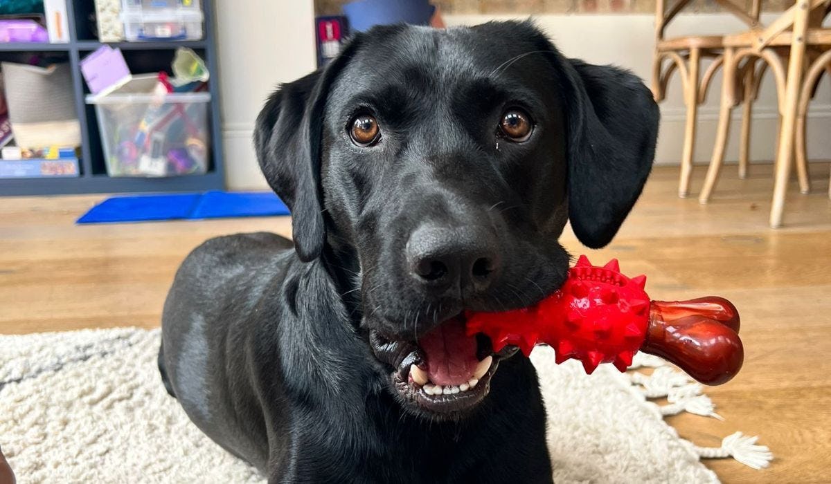 Best chew toy for your dog: our top picks