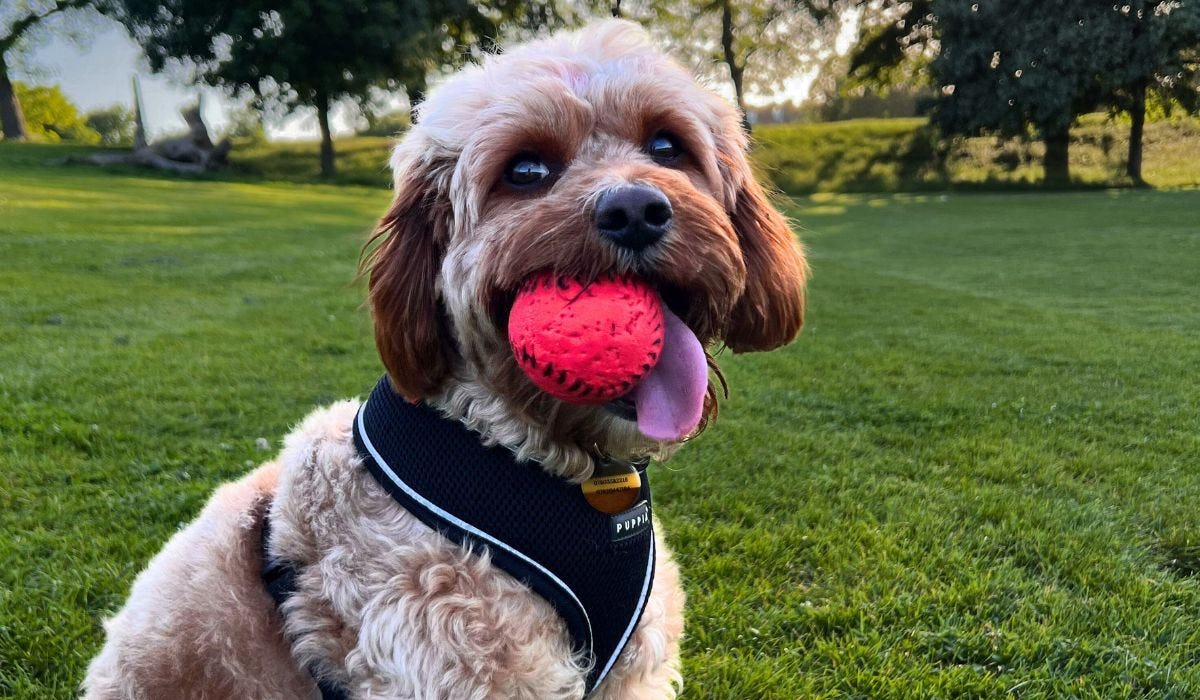 Light up dog accessories 