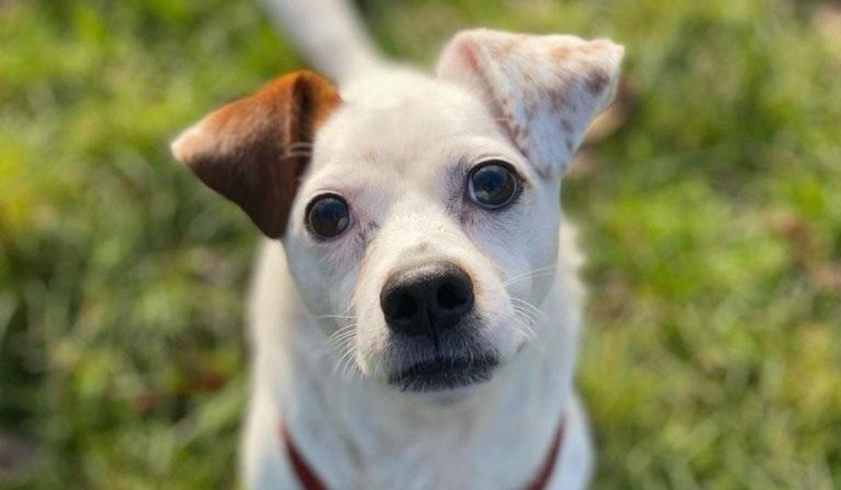 How to train your dog to be a therapy dog