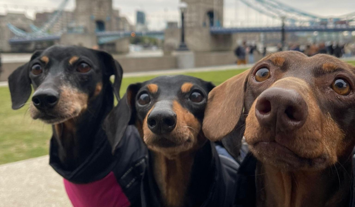 Top 5 dogs for living in the city