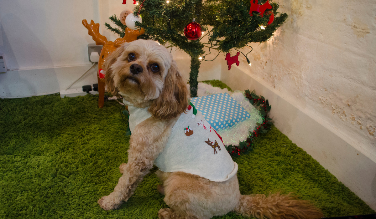 DIY Doggy Christmas Jumpers