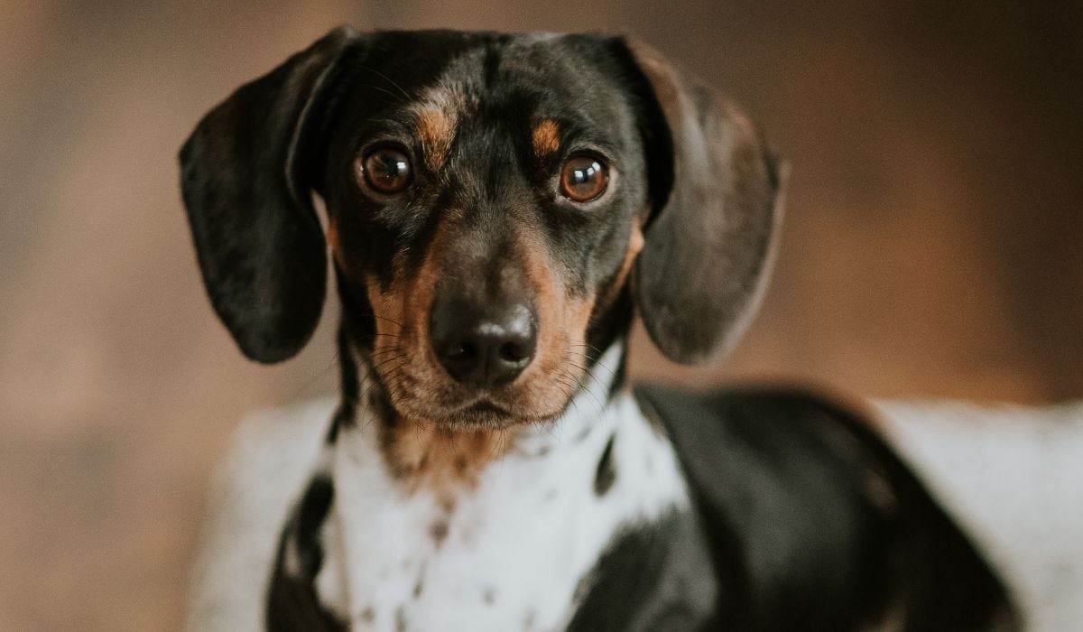 Dachshund breed guide: Care, training, and fun facts