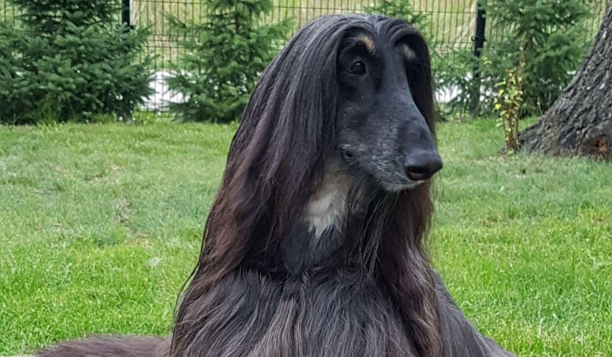 Afghan Hound breed guide: Care, training, and fun facts