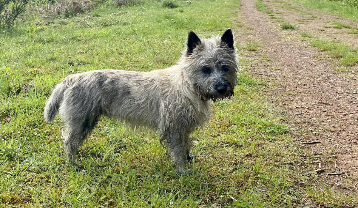 Cairn Terrier breed guide: Care, training, and fun facts