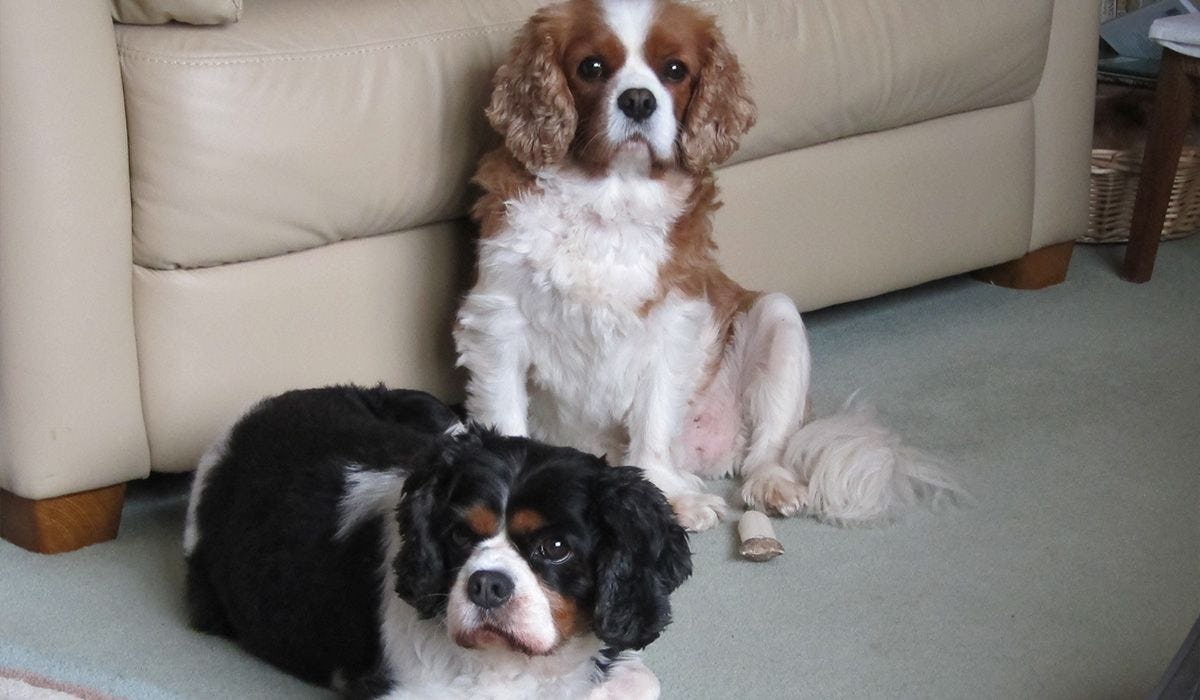 Emily & Spencer and their owner Helen