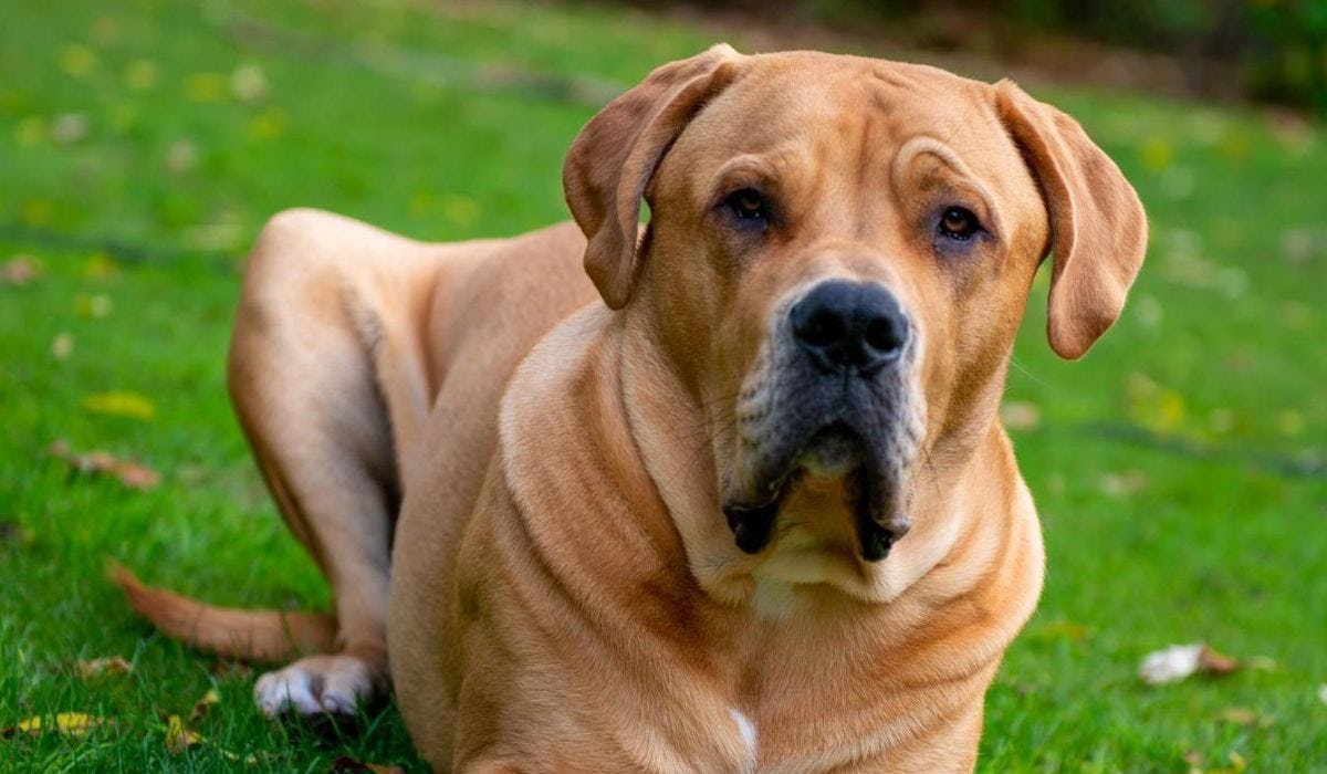 Mastiff breed guide: Care, training, and fun facts