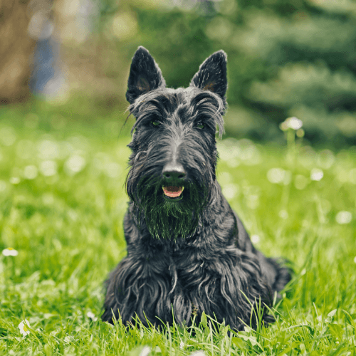 Scottish Terrier Dog Breed Guide: Care, training and fun facts