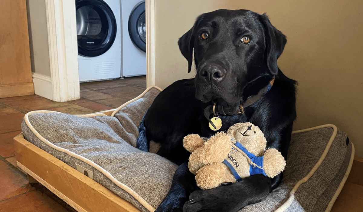 A black Labrador is patiently waiting on their bed with their teddy bear.