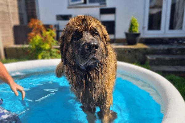 Gimli the Leonberger Enjoys a Paddle