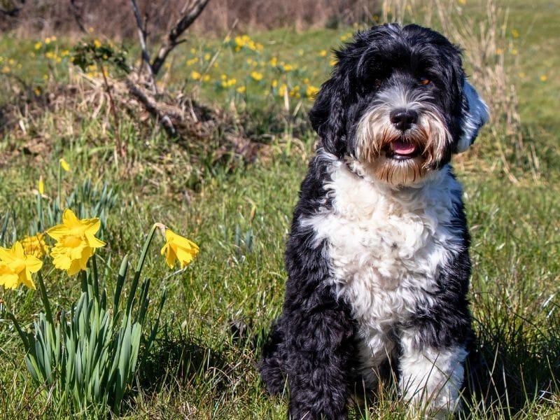 A happy black and white Portuguese Water Dog sitting in a field